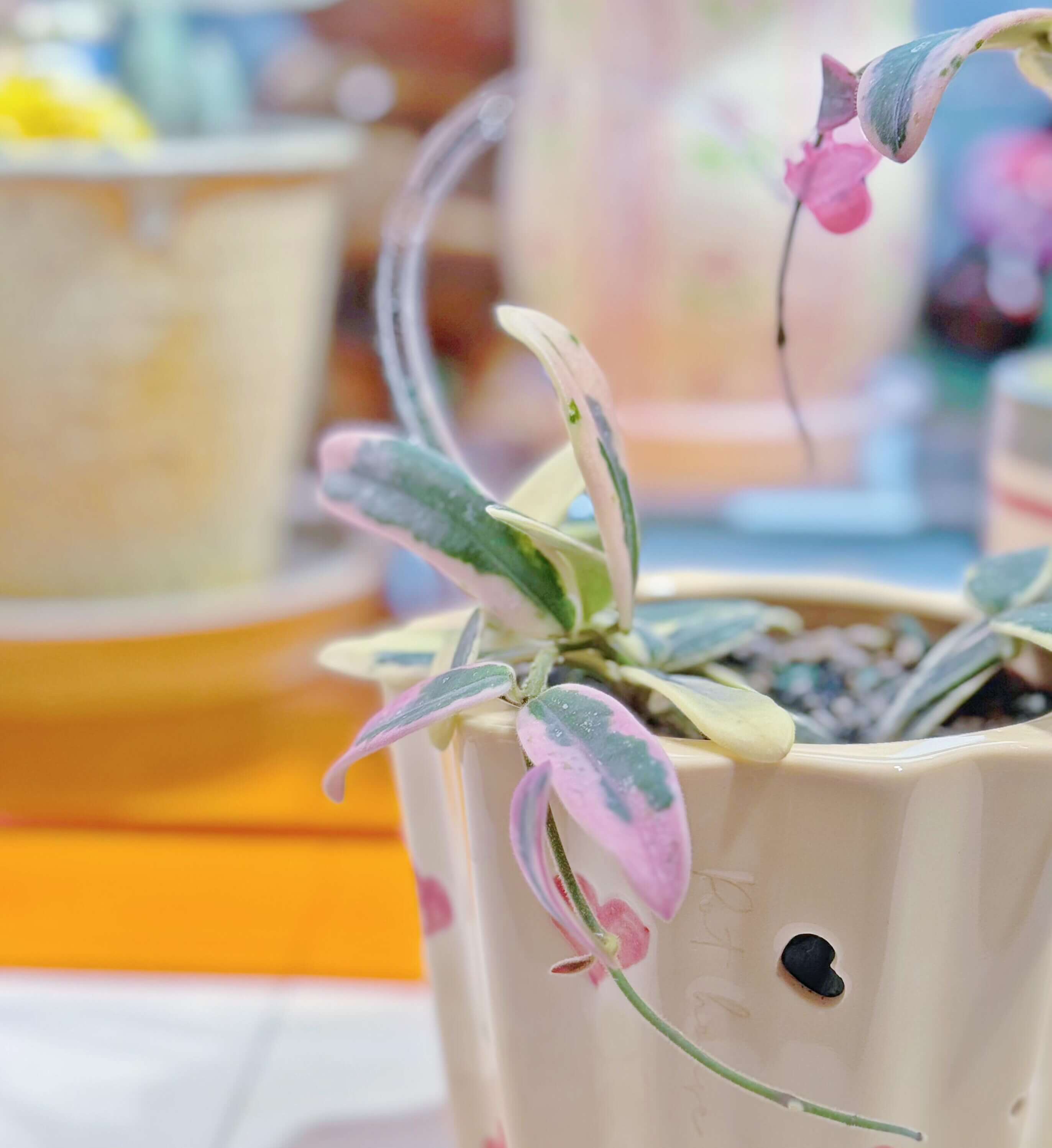 Hoya Lyi 'Prism' for Sale – Begin With Plants