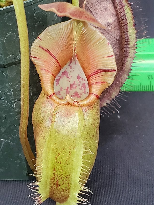 Nepenthes robcantleyi x ovata BE 3996 – Bergen Water Gardens