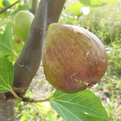 西洋イチジク苗木 ～自然の休憩所～ Berry's Life