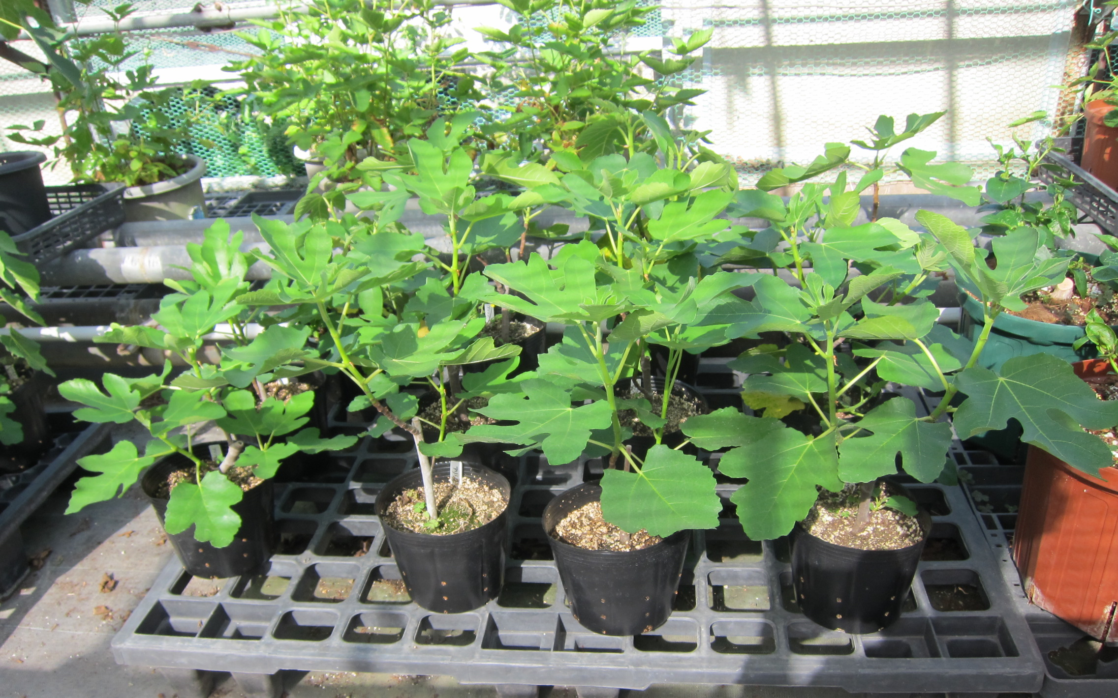 西洋イチジク苗木 ～自然の休憩所～ Berry's Life