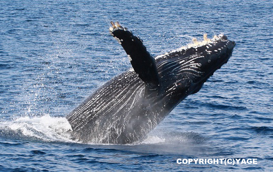 クジラの回遊 - 宮古島ファンダイビング専門ショップ｜BIGHOLIDAY