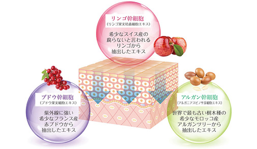 REVI陶肌トリートメント 導入店募集 | 〈小顔とハーブピーリング