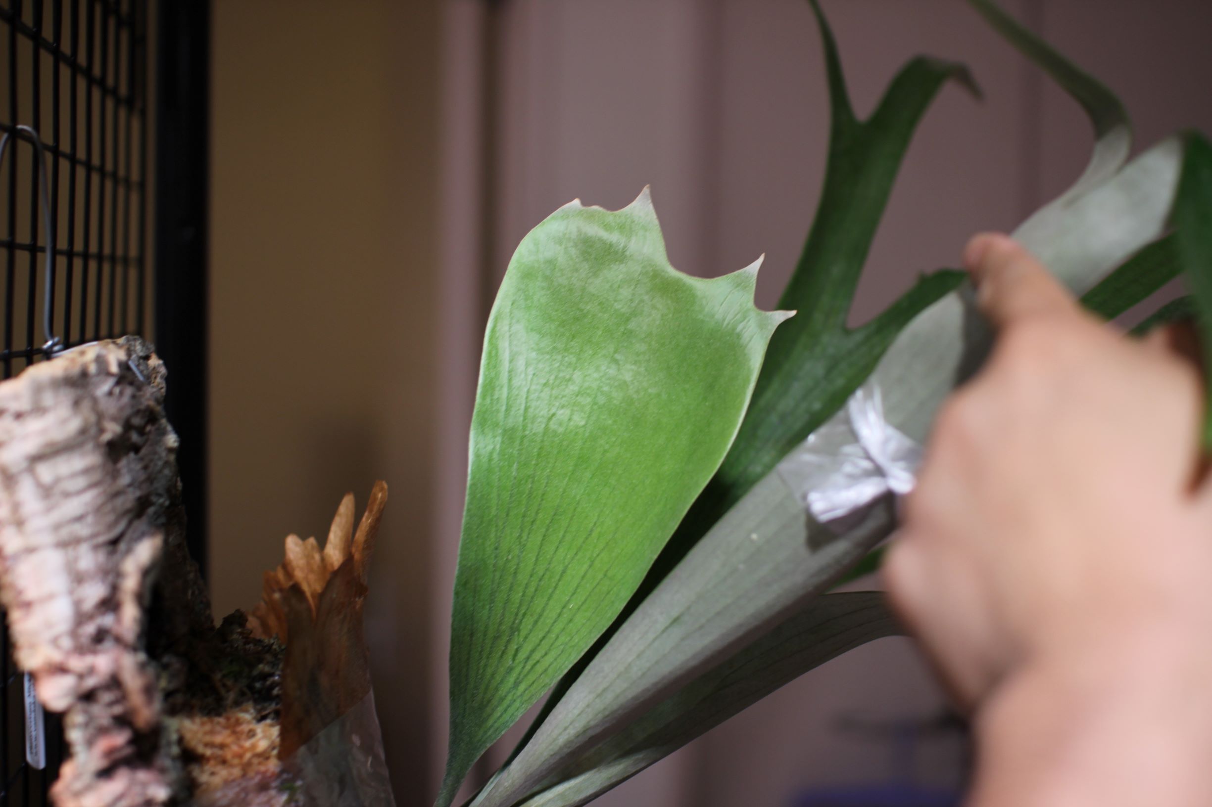 子株を外したあとの親株に異変⁉の考察［ビカクシダ］ | ビカクシダと僕