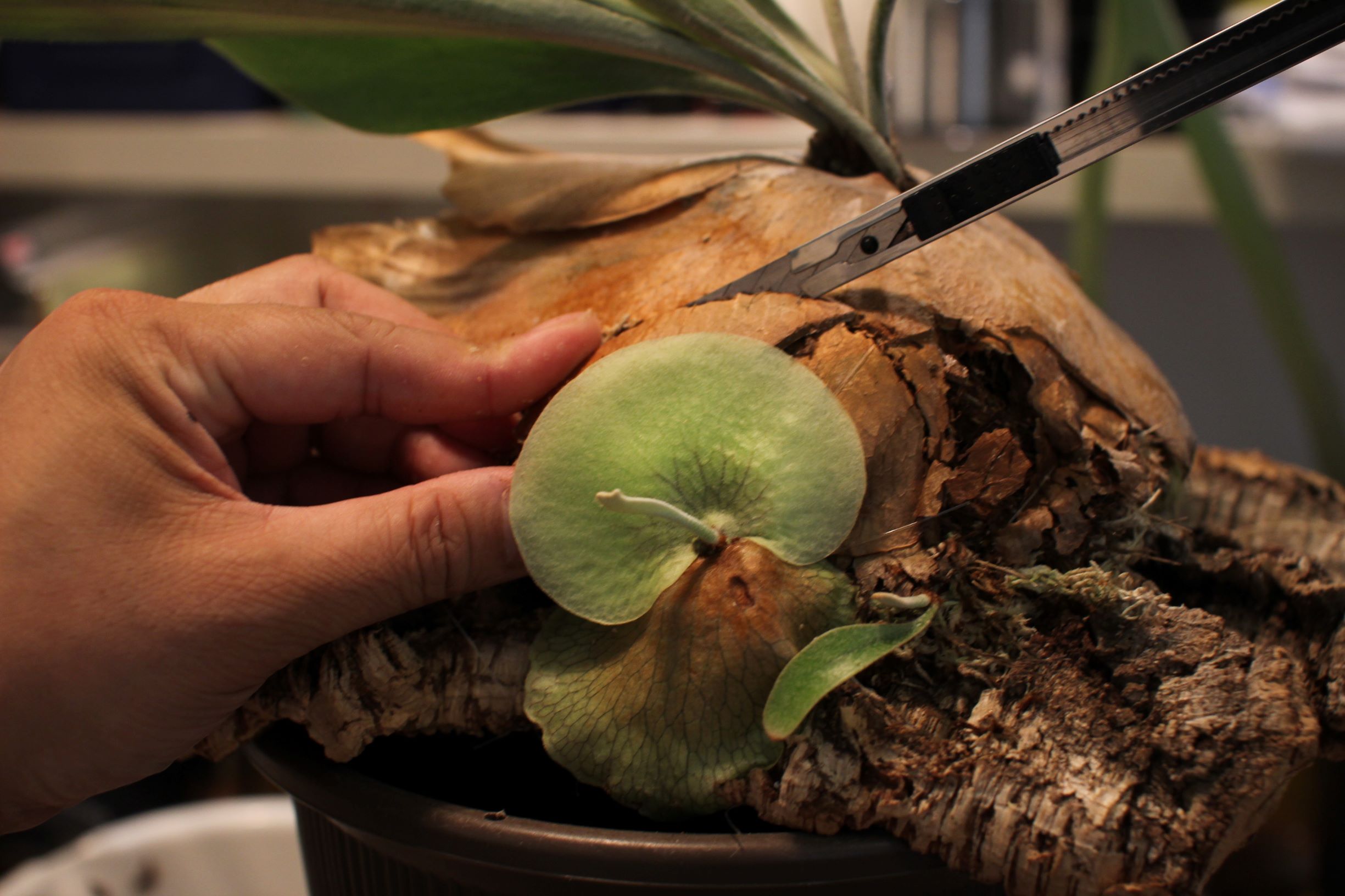 子株救出！？ビカクシダの株分けしてみた［前編］ | ビカクシダと僕の