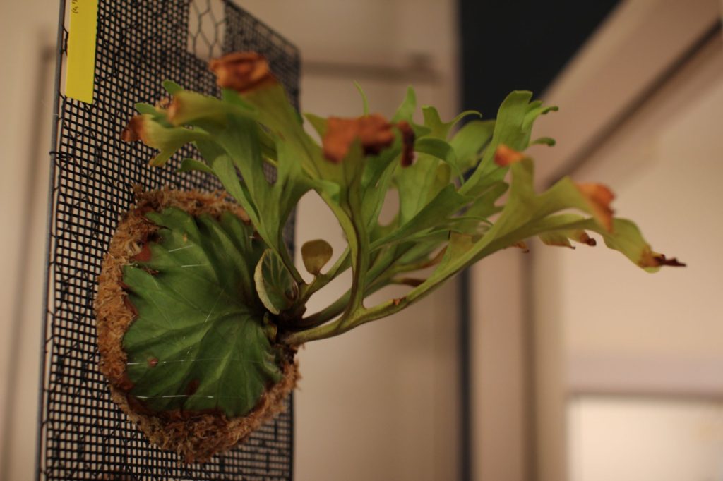 ビカクシダ・リドレイの仕立て直し（胞子培養株） | ビカクシダと僕の