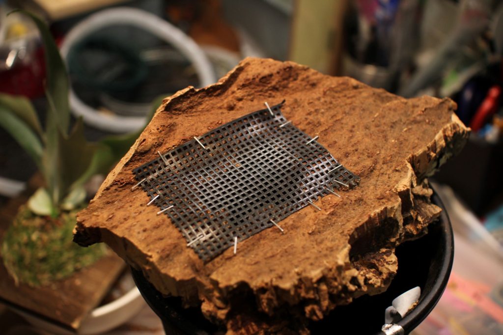 久しぶりにコルクにつけてみた［ビカクシダ・ケンイチ］ | ビカクシダ