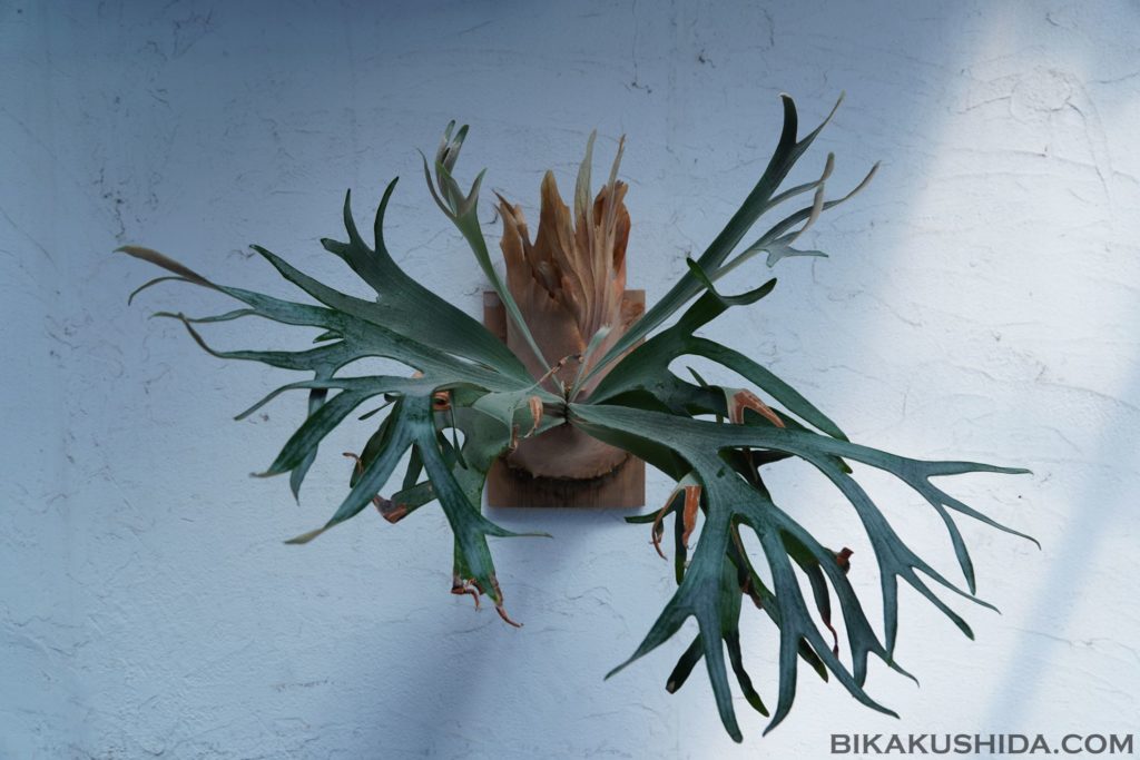 久しぶりのP. White Hawk | ビカクシダと僕の趣味ブログ