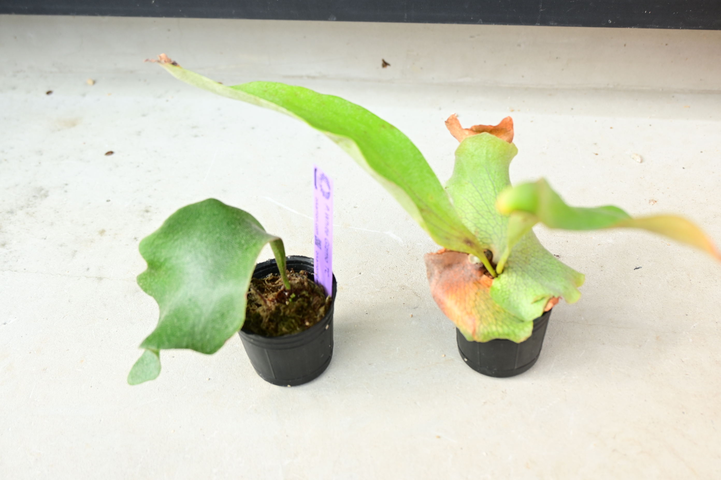 ギズモ ビカクシダの森