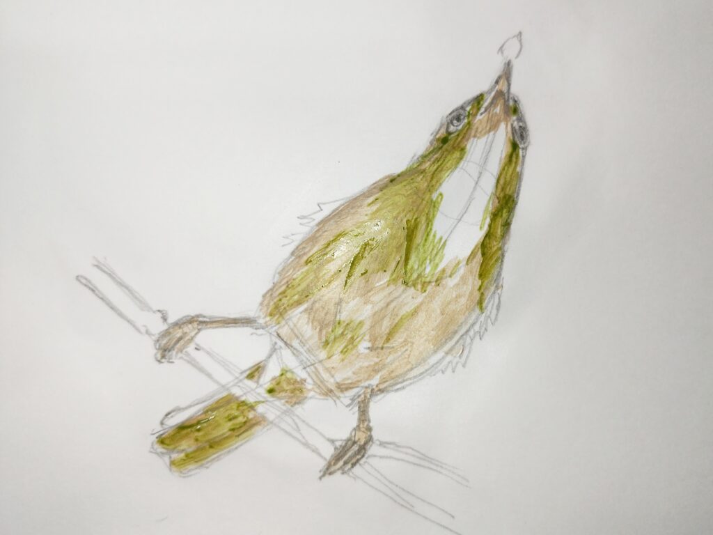 鳥のイラストを鉛筆とアクリルで簡単に描ける・メジロ、コシアカツバメ