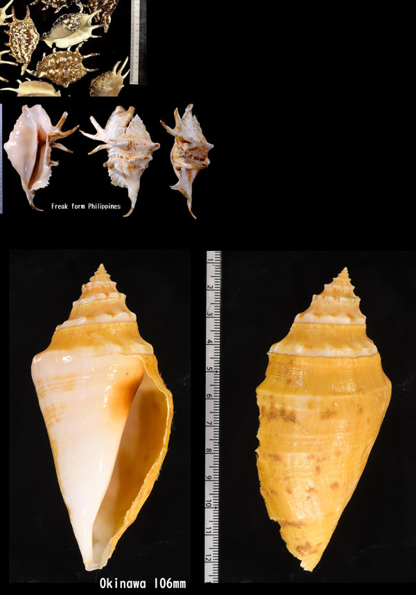 Microshells: Lambis lambis クモガイ