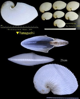 Microshells: Argonauta argo アオイガイ (カイダコ)