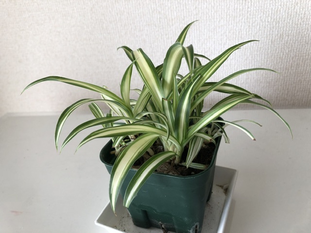 オリヅルランを子株で増やす方法 | ベランダと部屋で育てる植物