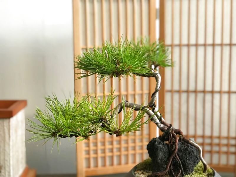 石付け赤松の情景盆栽 【デザイン鉢】☆1点物☆ - インテリア盆栽工房