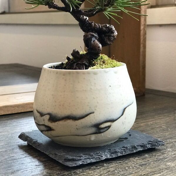 五葉松の情景盆栽 【陶芸家作 オリジナル鉢】☆1点物☆ No2