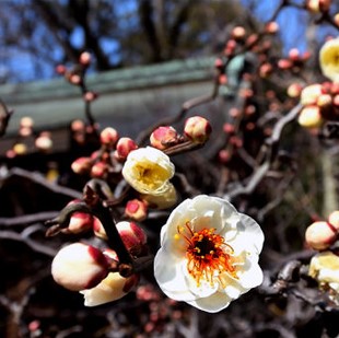 雲竜梅の情景盆栽 【瀬戸焼小鉢・白】☆1点物☆ 白花八重 - インテリア