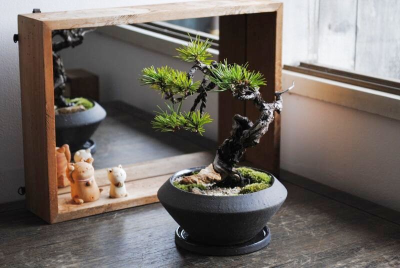 三河黒松の情景盆栽 【デザイン鉢】☆1点物☆ 作品動画あり 盆栽 苔玉