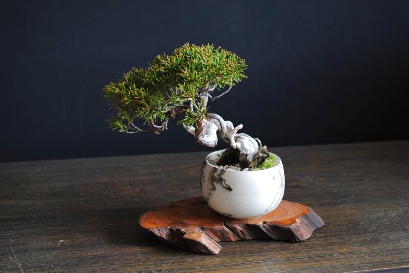 糸魚川真柏の情景盆栽【墨流し鉢】☆1点物☆ 作品動画あり 盆栽 苔玉の