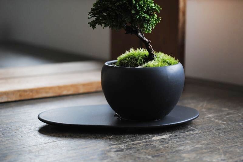 連山桧のミニ情景盆栽 【デザイン鉢・黒 楕円皿】 ☆1点物☆ 盆栽 苔玉