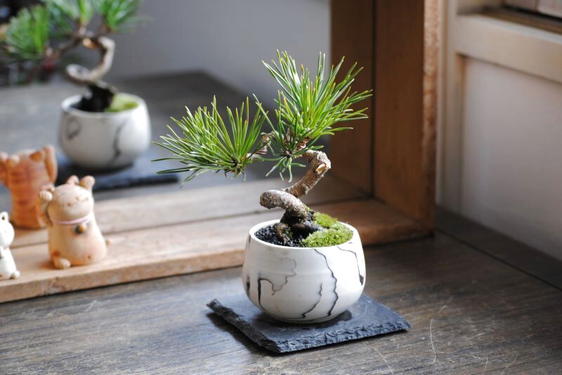 三河黒松の情景盆栽ミニサイズ【墨流し鉢】☆1点物☆ - インテリア盆栽