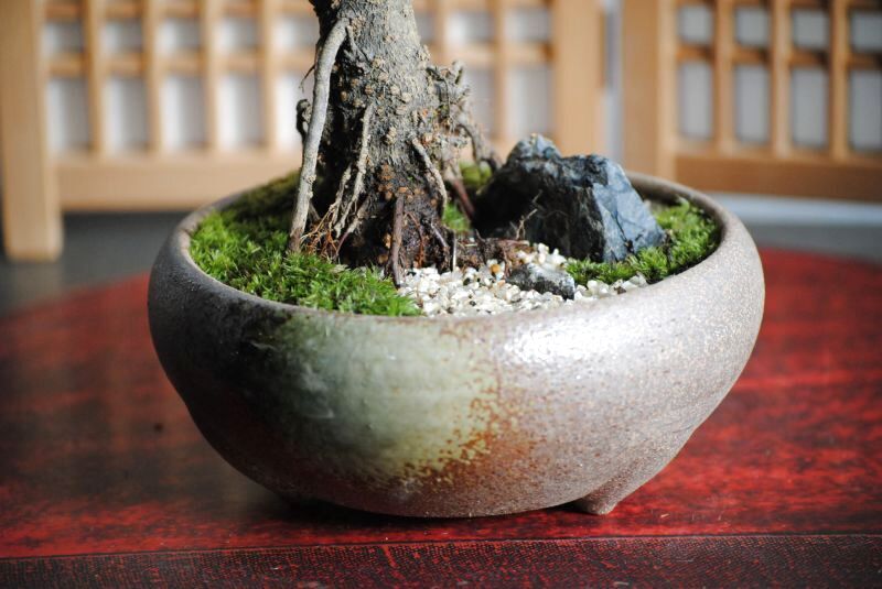 紅梅(未開紅)の情景盆栽 【瀬戸焼鉢】☆1点物☆ 濃紅花八重咲き