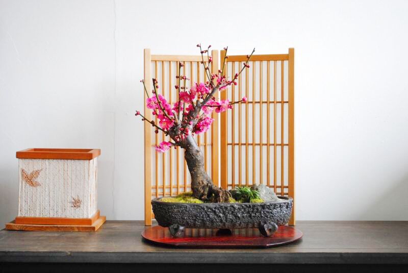 紅梅(大杯)の情景盆栽【信楽焼楕円鉢】☆1点物☆ 濃紅花一重 盆栽 苔玉