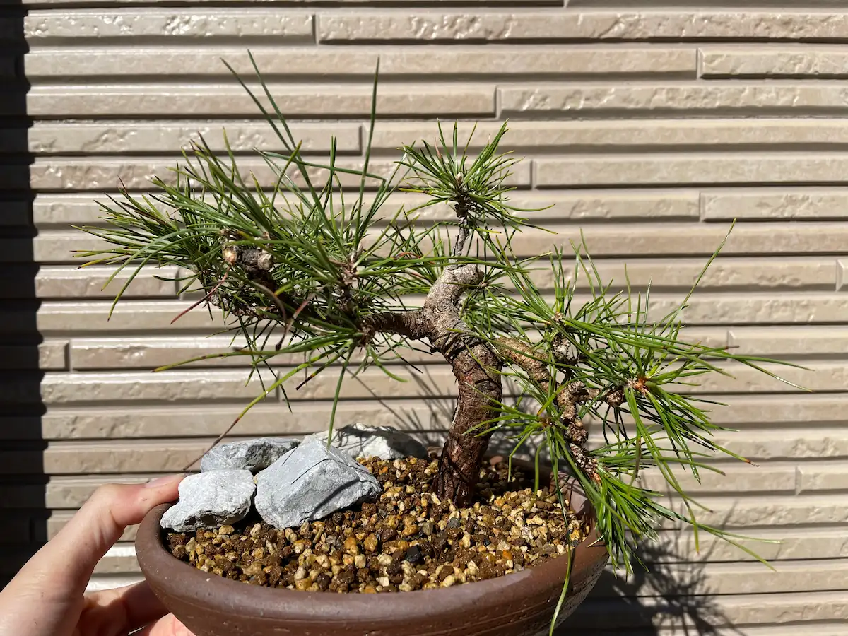 クロマツの植え替え&犠牲枝を切ってさらに盆栽らしく | BonGreen(ボン