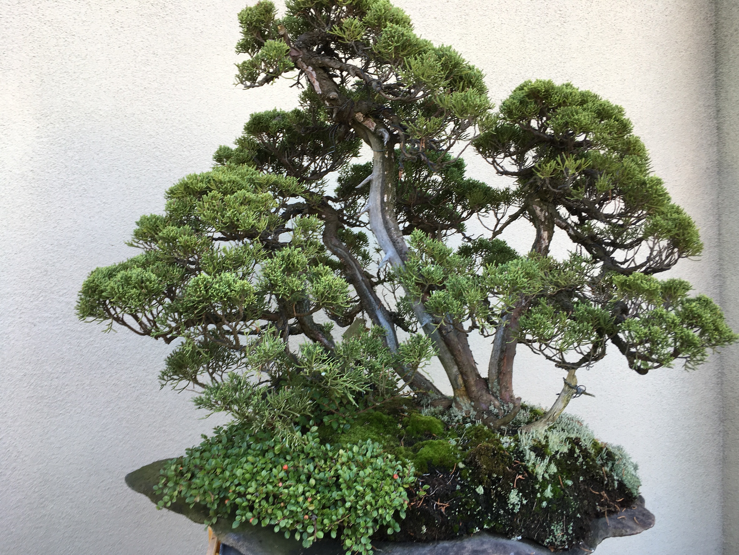 高級盆栽販売の盆栽.com / 糸魚川真柏 株立ち 石付き