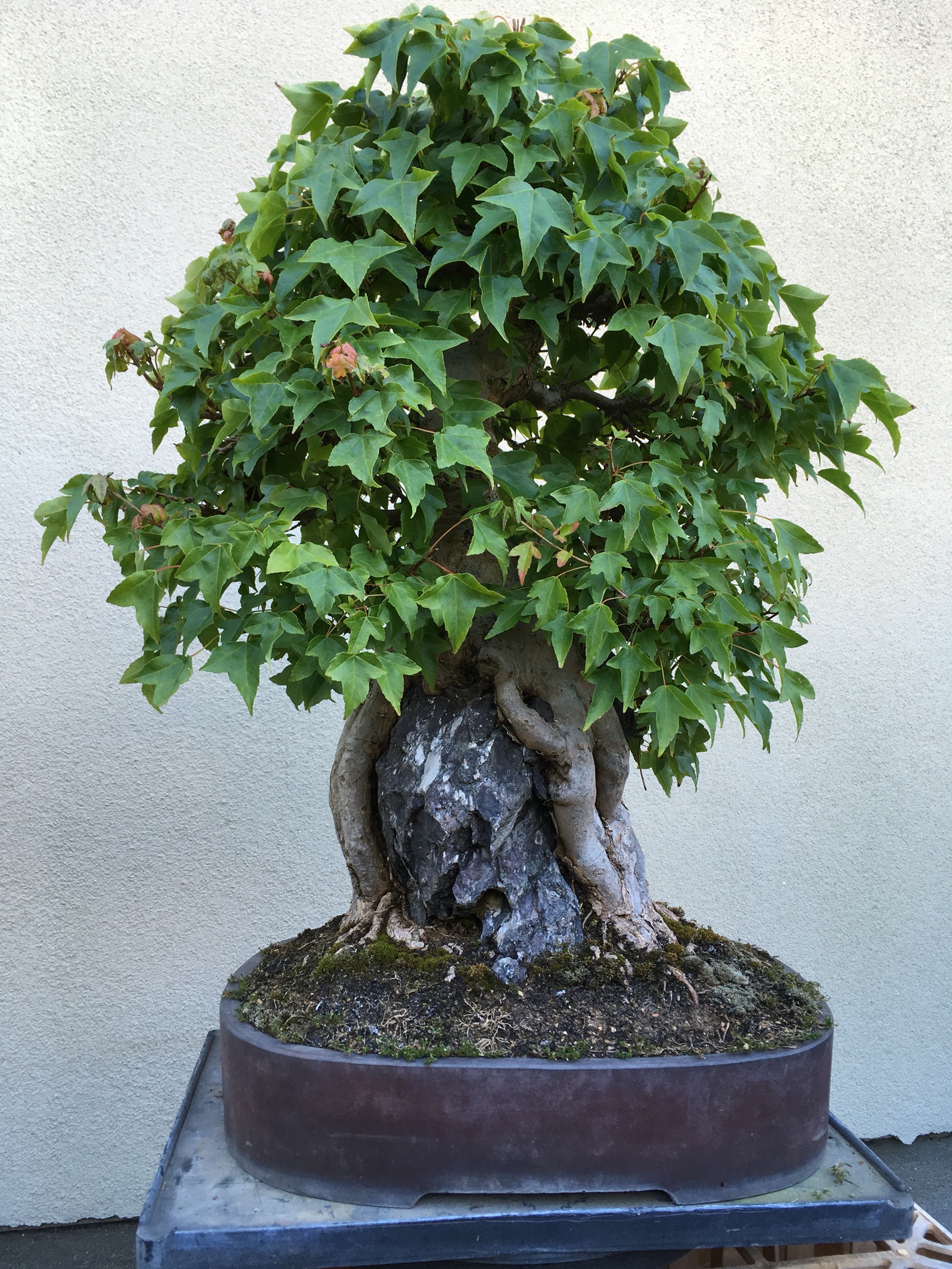 高級盆栽販売の盆栽.com / カエデ 石付き