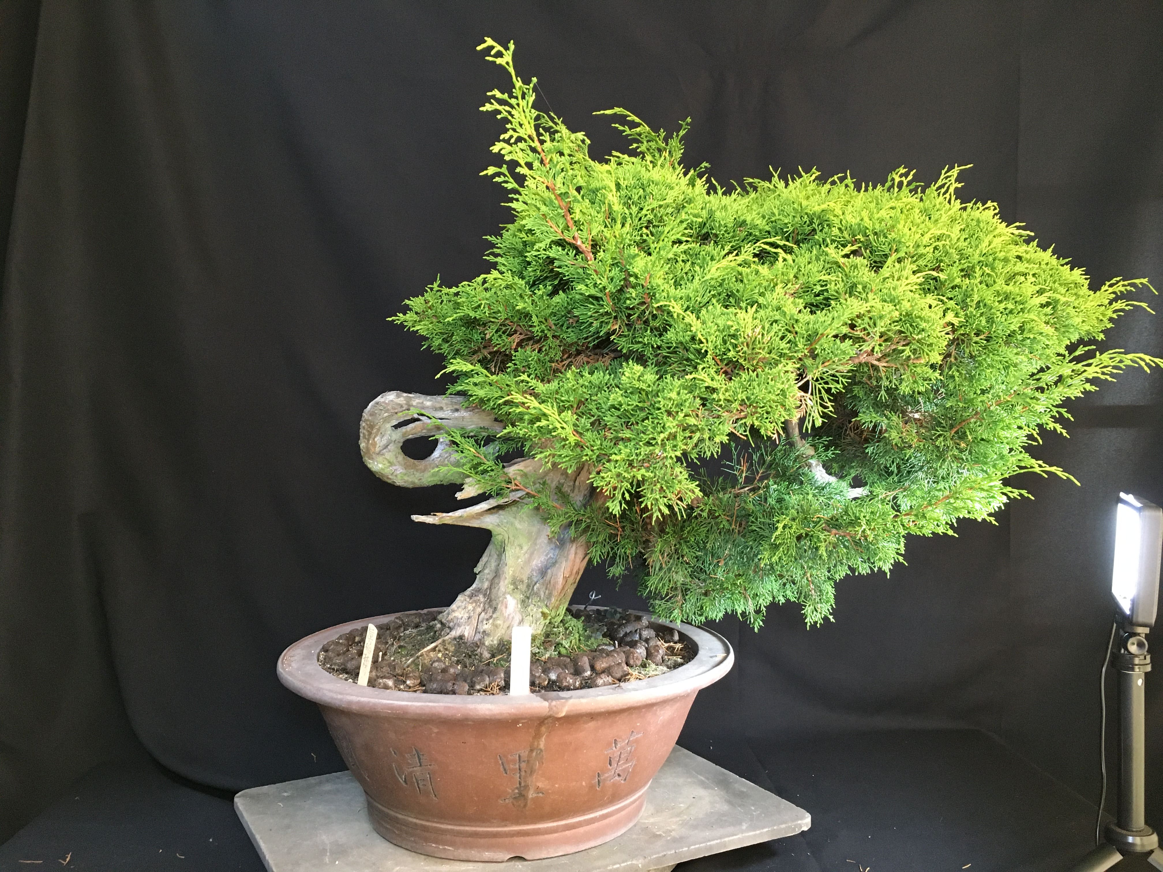 高級盆栽販売の盆栽.com / 糸魚川真柏 樹齢50年