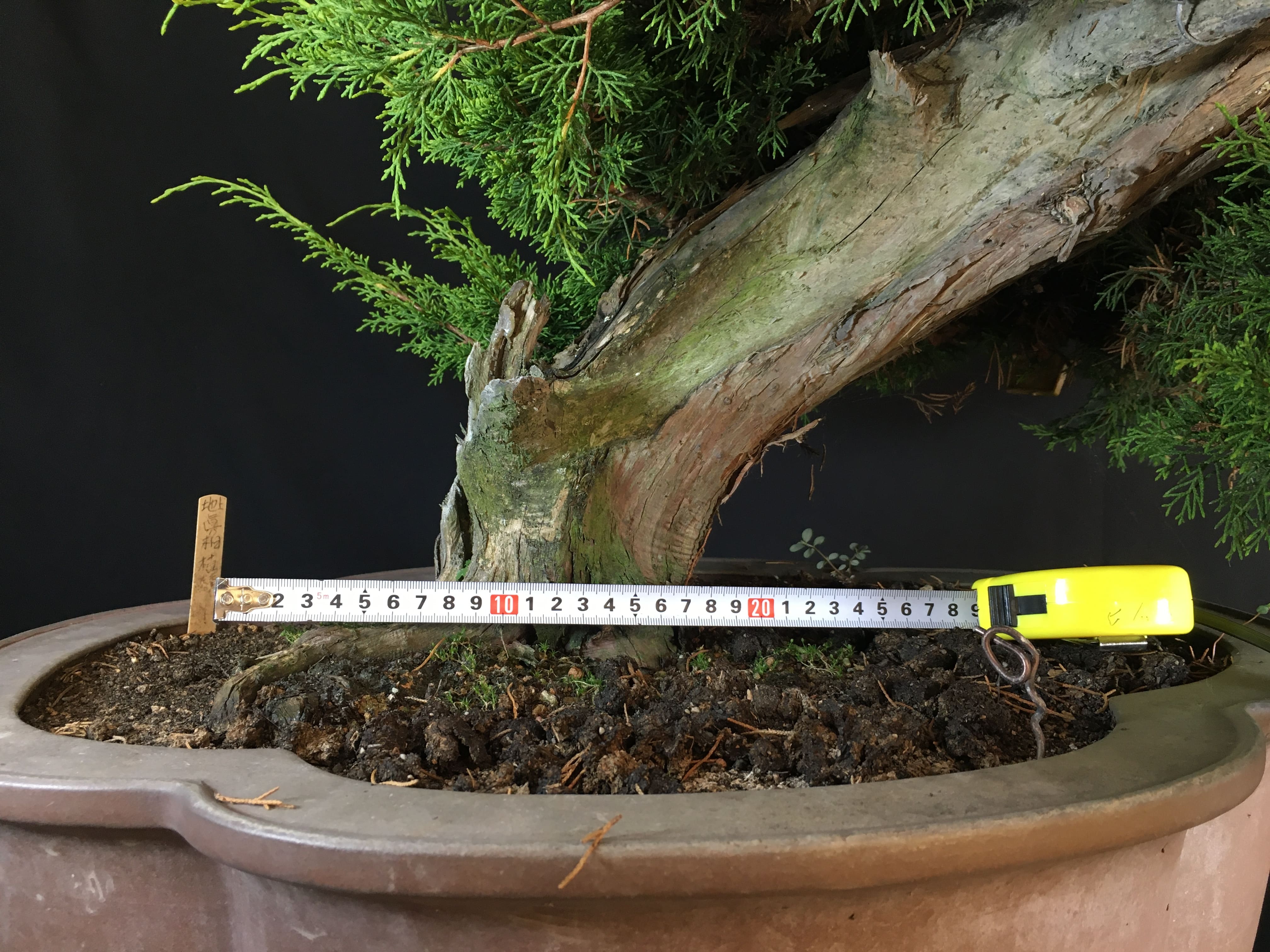 高級盆栽販売の盆栽.com / 糸魚川真柏 樹齢50年 値段交渉可