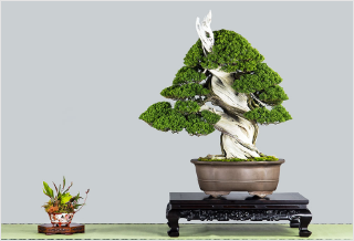 国風盆栽展・イベント | 【公式】一般社団法人 日本盆栽協会