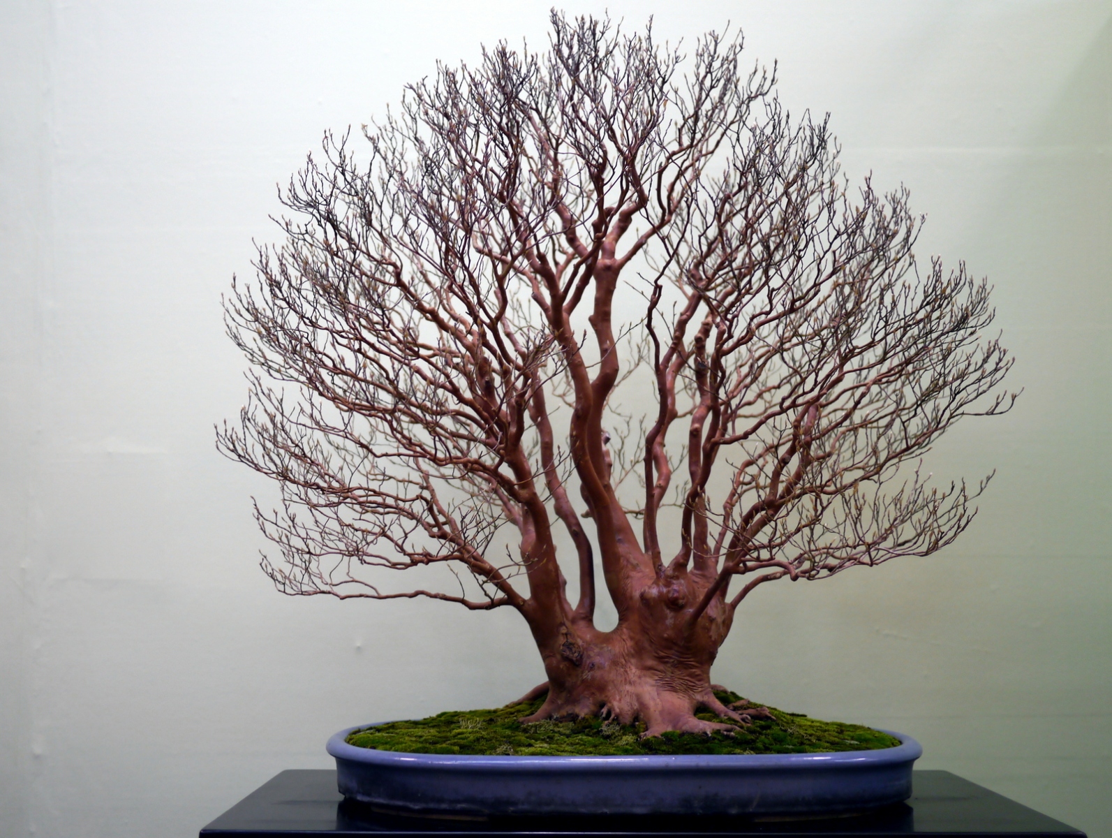 ヒメシャラ Tall Stewartia - 盆栽日本 Bonsai Japan