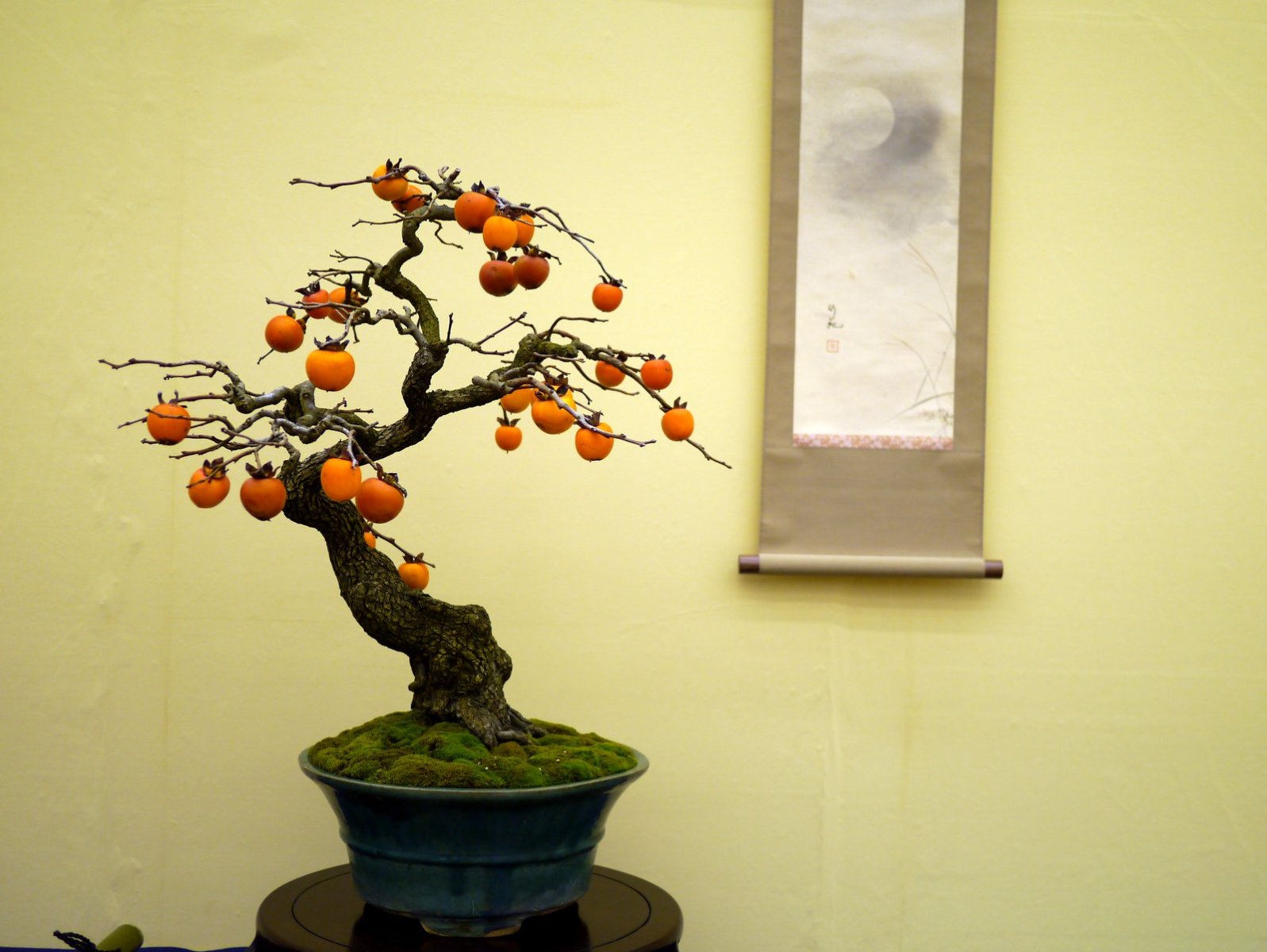 柿 Japanese persimmon - 盆栽日本 Bonsai Japan