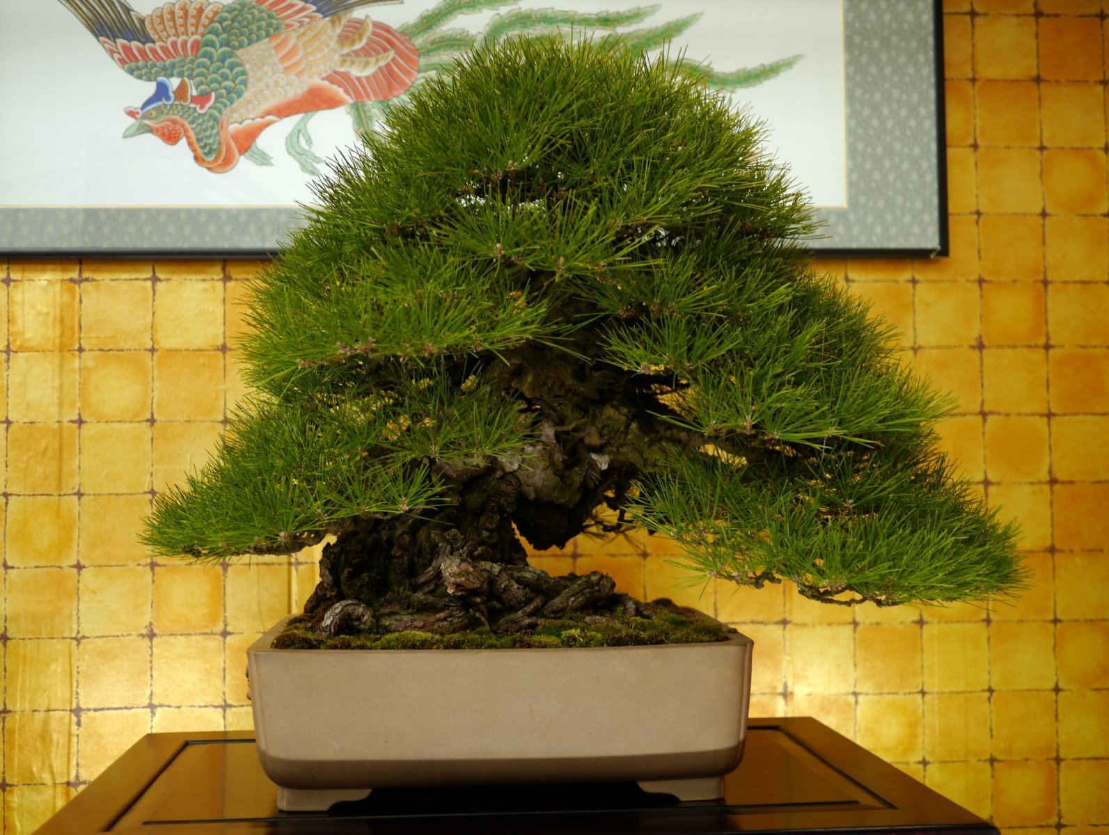 黒松 Japanese Black Pine - 盆栽日本 Bonsai Japan