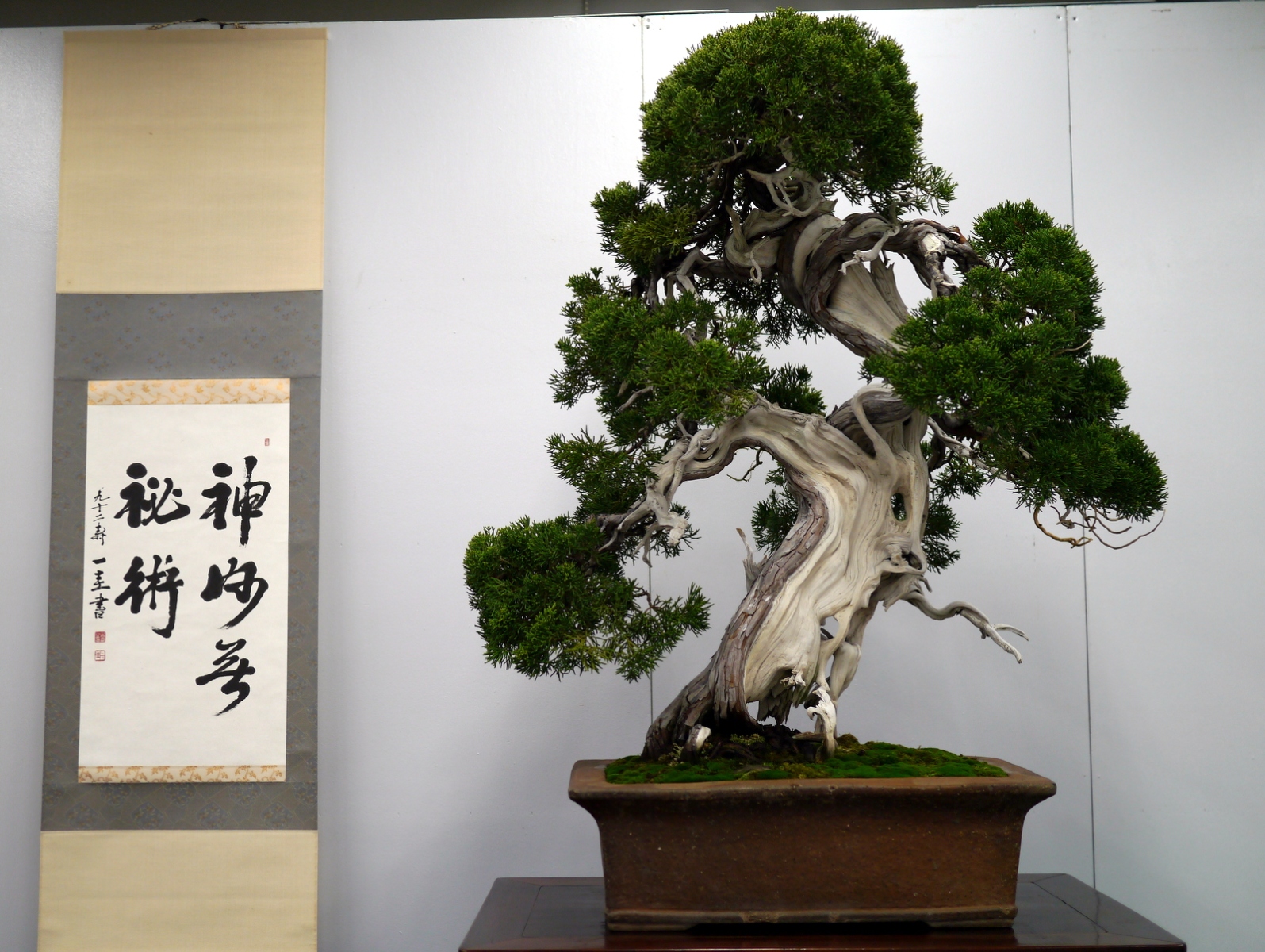 真柏 Chinese Juniper - 盆栽日本 Bonsai Japan