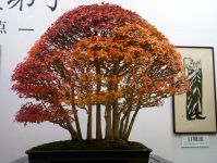 カエデ Maple - 盆栽日本 Bonsai Japan