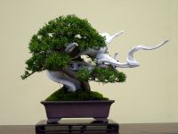 真柏 Chinese Juniper - 盆栽日本 Bonsai Japan
