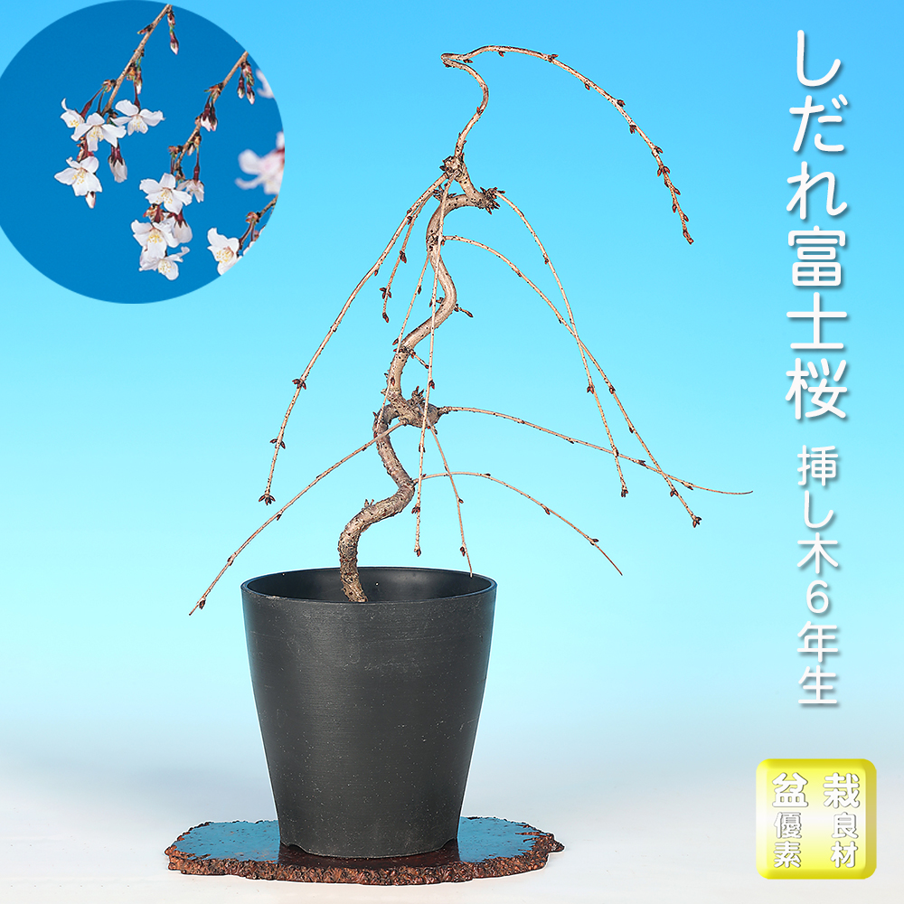 しだれ富士桜 | 盆栽、盆栽書籍、盆栽鉢の通販│近代出版