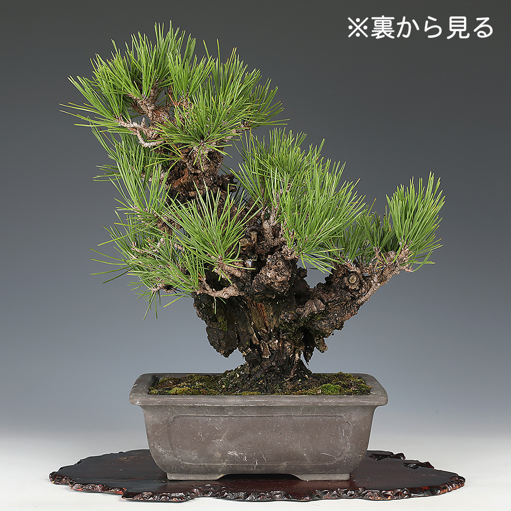 錦松〔夢錦〕 | 盆栽、盆栽書籍、盆栽鉢の通販│近代出版