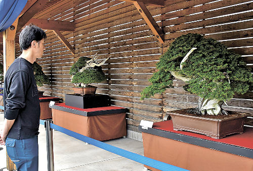 愛好家が盆栽の魅力堪能 高松で「フェスタ」 | 盆栽 | 四国新聞社