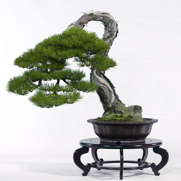 種類（上）松のいろいろ－高松は全国シェア8割 | 盆栽 | 四国新聞社