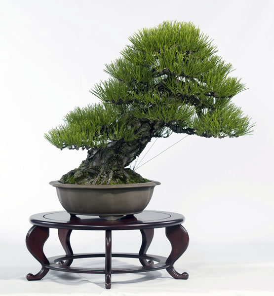 種類（上）松のいろいろ－高松は全国シェア8割 | 盆栽 | 四国新聞社