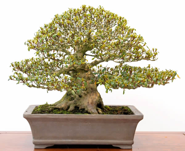 種類（中）雑木－花ものの代表はサツキ | 盆栽 | 四国新聞社