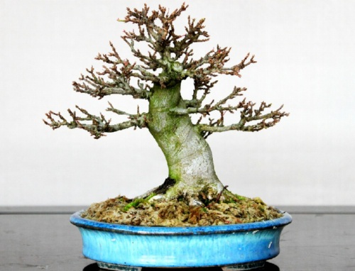 寒樹の美しさ 冬枯れの季節に楽しむ | 盆栽 | 四国新聞社