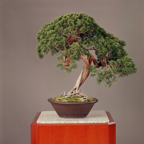 真柏」朱泥丸鉢 | 盆栽 | 四国新聞社