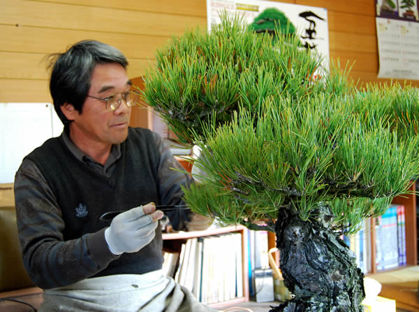 黒松（3）実生から育てる 長年かけて備わる風格 | 盆栽 | 四国新聞社