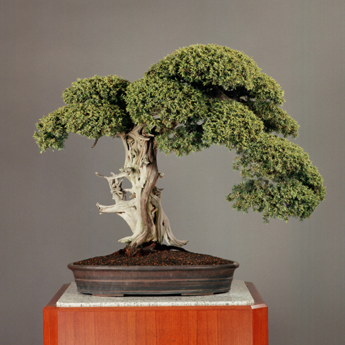 杜松」紫泥楕円鉢 | 盆栽 | 四国新聞社