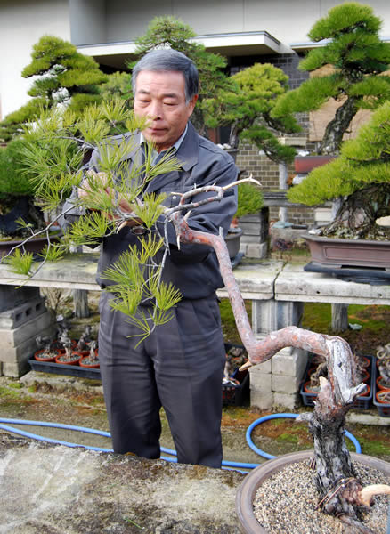 赤松（2）人気回復の兆し 素材を技術で魅力的に | 盆栽 | 四国新聞社