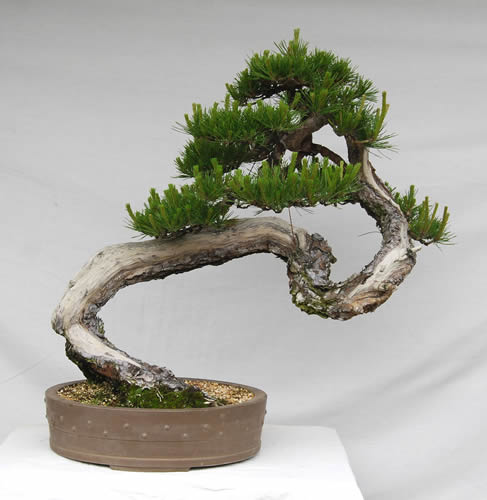 樹形（1）直幹と斜幹 持ち味生かし理想追求 | 盆栽 | 四国新聞社