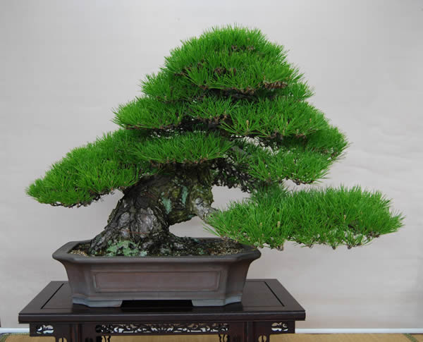 模様木 アーカイブ | 盆栽 | 四国新聞社